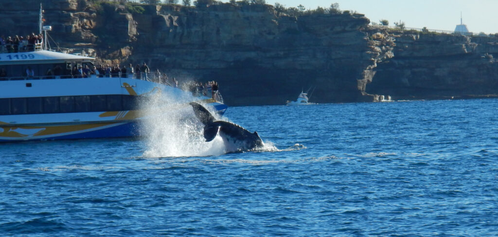 Whale Watching Sydney
