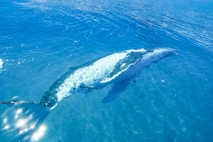 Whale Watching Cruises